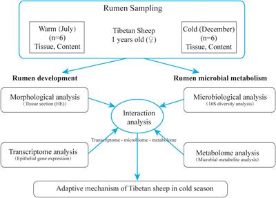 Multi-Omics Reveals That the Rumen Transcriptome, Microbiome, and Its Metabolome Co-regulate Cold Season Adaptability of Tibetan Sheep